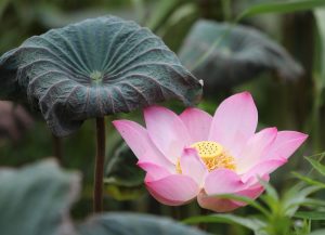 Can You Lotus365 Login: Step-by-Step Guide for India (2026)